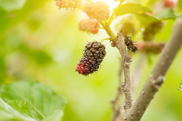 Fruta de morera en el árbol, Berry en la granja.