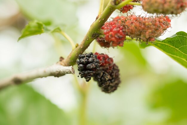 Fruta de morera en el árbol, Berry en la granja.