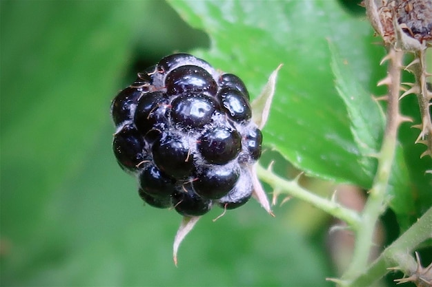 Foto fruta de morera en verano