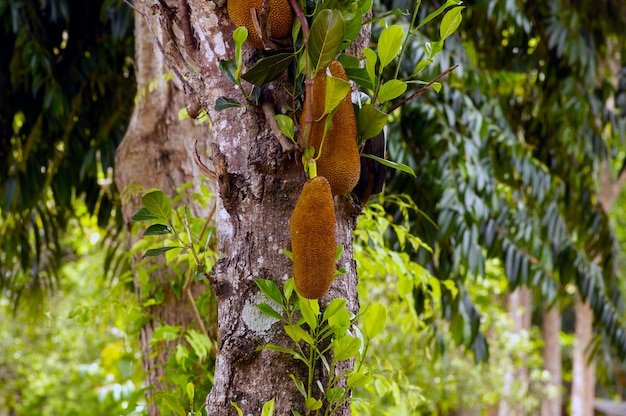Fruta Nangka Jack Artocarpus heterophyllus na árvore em foco raso