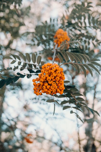 Fruta naranja en el bosque