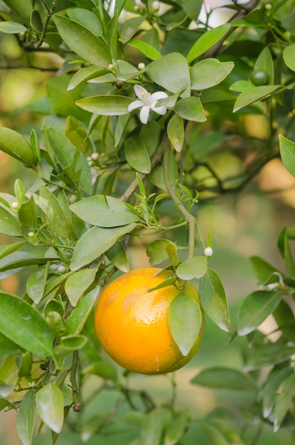 Fruta naranja colgando en el árbol