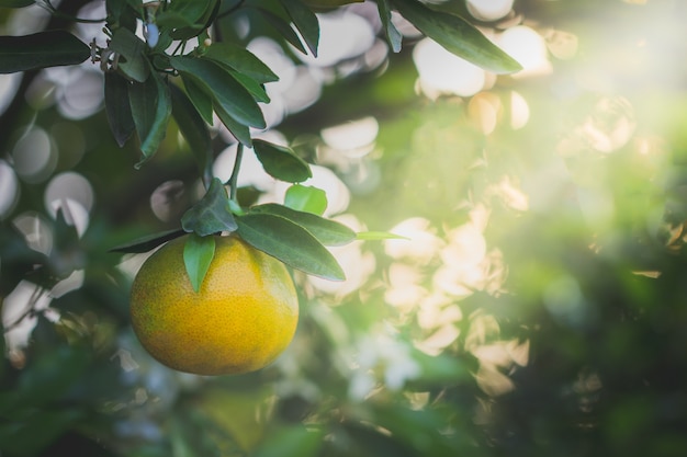 Fruta naranja y hojas con luz de la mañana en el fondo bokeh