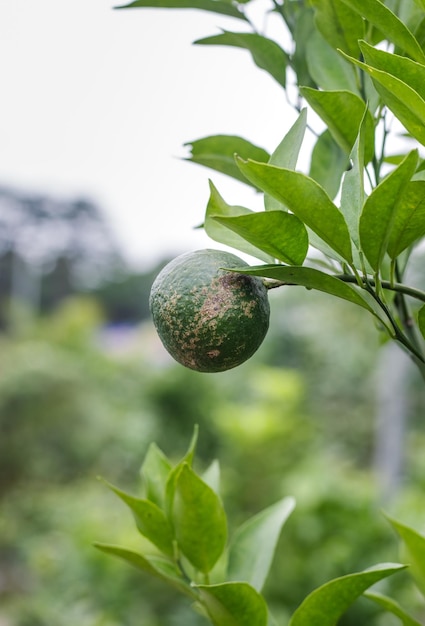 Fruta naranja joven enfocada selectivamente que crece en una rama primer plano