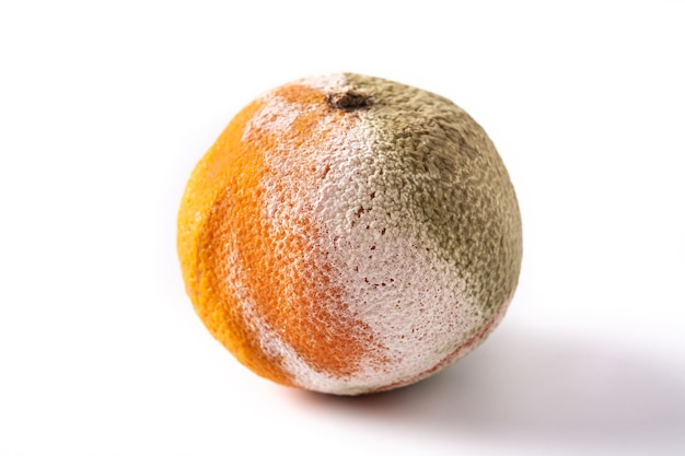 Fruta naranja podrida aislado sobre fondo blanco.