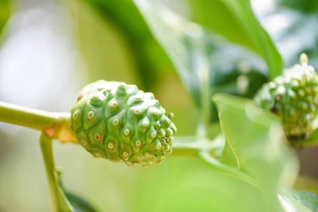 Fruta de noni en el árbol de noni en el fondo verde de la naturaleza, noni crudo fresco