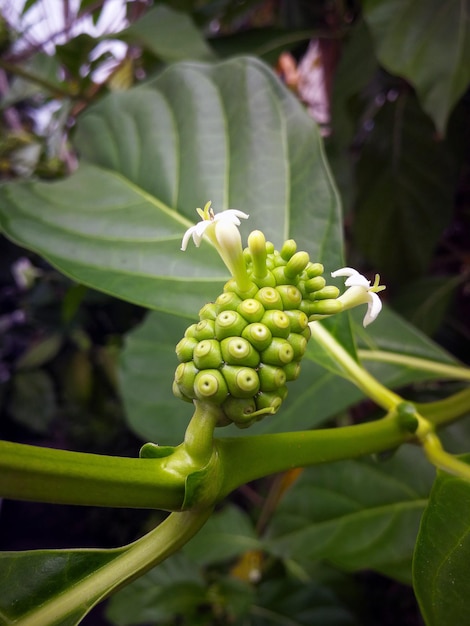 Fruta Noni o Morinda Citrifolia en el jardín lista para vender en el mercado fresco