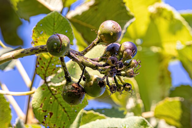 Foto fruta de la nuez de pekea