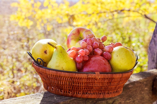 Fruta orgánica en canasta en hierba de verano Uvas frescas, peras y manzanas en la naturaleza