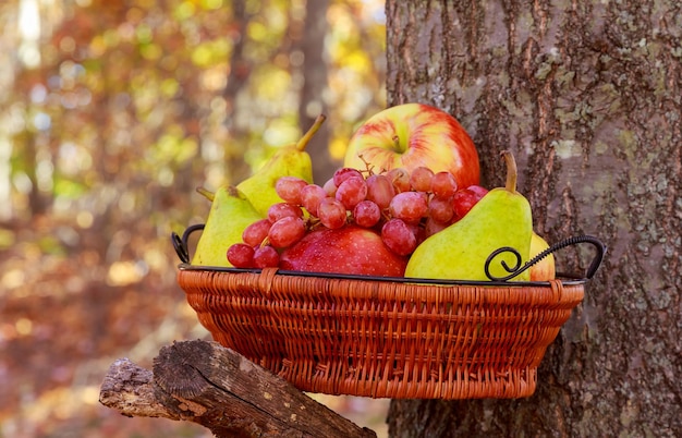 Fruta orgánica en canasta en hierba de verano Uvas frescas, peras y manzanas en la naturaleza