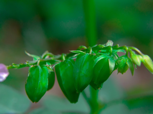 Fruta Oxalis Barrelieri ou planta Calincing Tanah