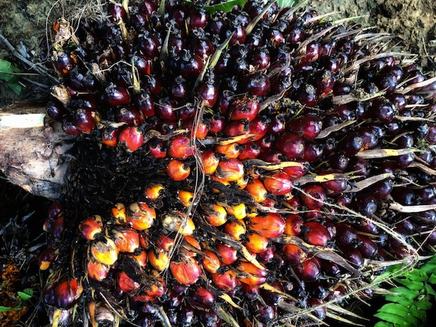 Fruta de la palma aceitera en la plantación de Borneo