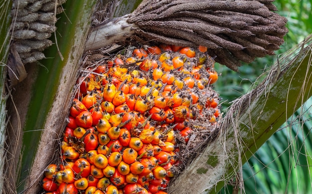 Fruta de la palma en el árbol, planta tropical para la producción de biodiesel