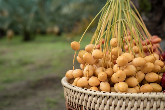 Foto fruta de palmera datilera en la cesta