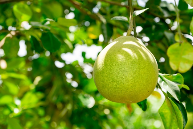 Fruta de pamelo orgánico en árbol en agricultura agrícola jardín