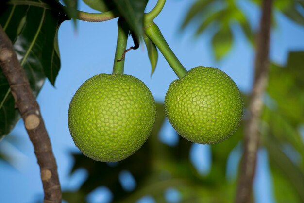 Fruta-pão na árvore