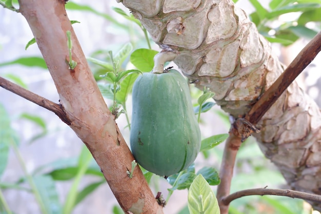 Fruta de papaya en un árbol en el jardín foto de archivo