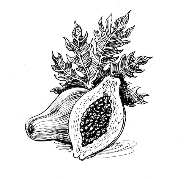 Fruta de papaya. Dibujo a tinta en blanco y negro