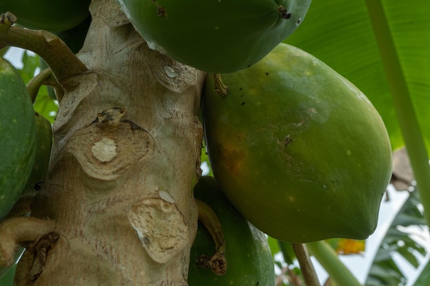 Fruta de papaya verde en el árbol de papaya con fruta inmadura en el huerto