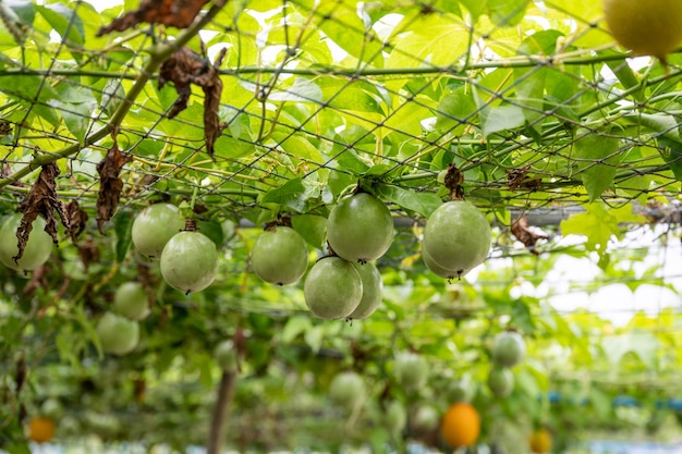 Fruta de la pasión que crece en el techo de malla en la plantación