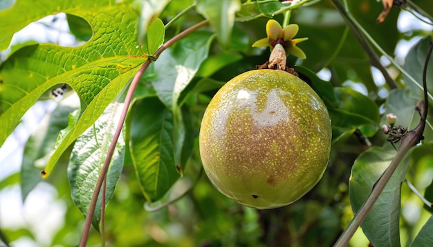 Fruta de la pasión sabrosa de color verde