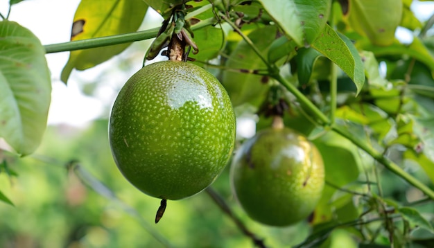 Fruta de la pasión sabrosa de color verde