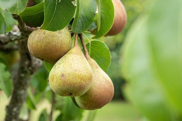 Fruta pera madura en un árbol