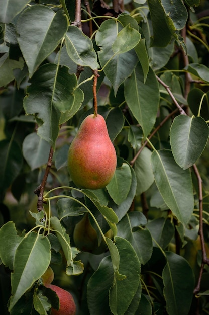 Fruta de pera en la rama de un árbol. Pera