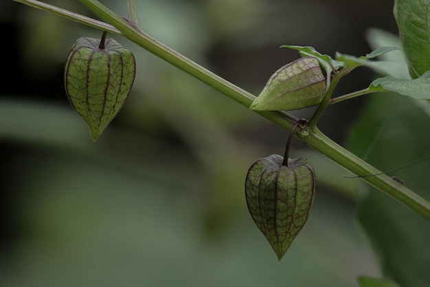 Fruta Physalis