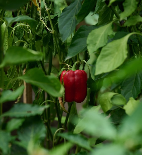 Fruta de pimiento rojo en un arbusto con hojas de cerca