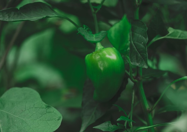 Fruta de pimiento verde en un arbusto con hojas