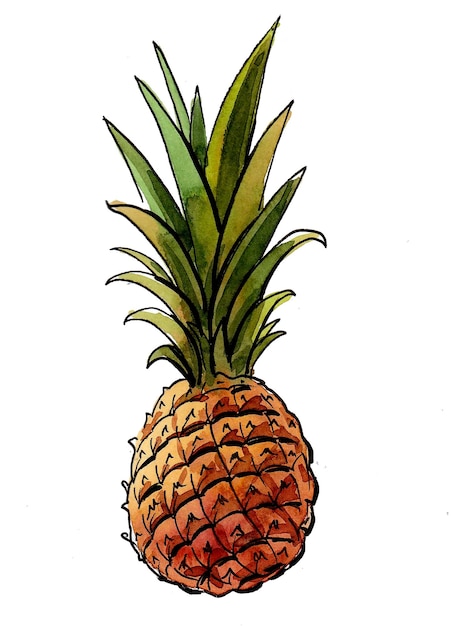 Fruta de piña. Dibujo a tinta y acuarela