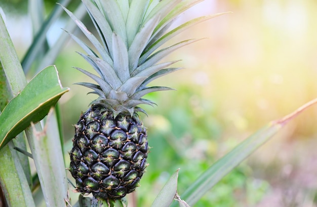 Fruta de piña fresca en el fondo del jardín de la naturaleza del árbol campo de piña cruda agricultura de verano de frutas tropicales