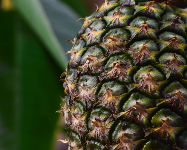 Fruta de piña madura sobre un fondo natural