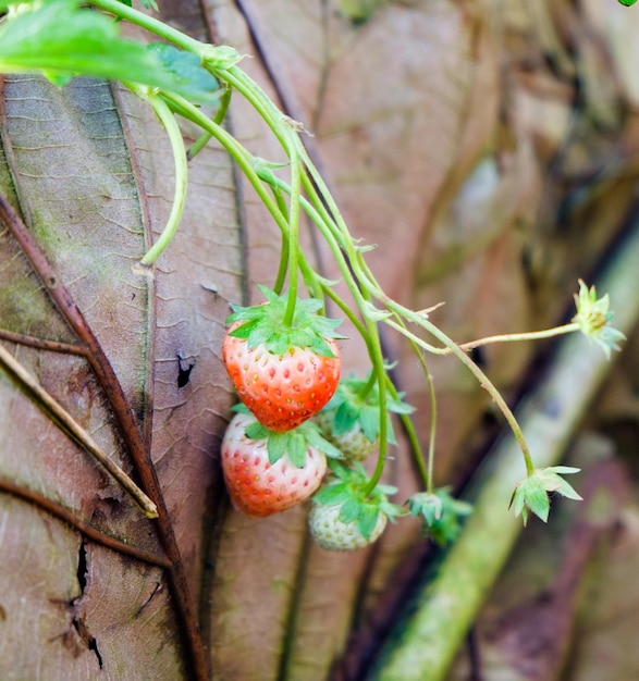 fruta de la planta de fresa