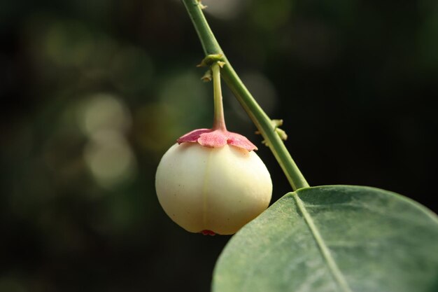 Foto una fruta de una planta que tiene una flor rosa.