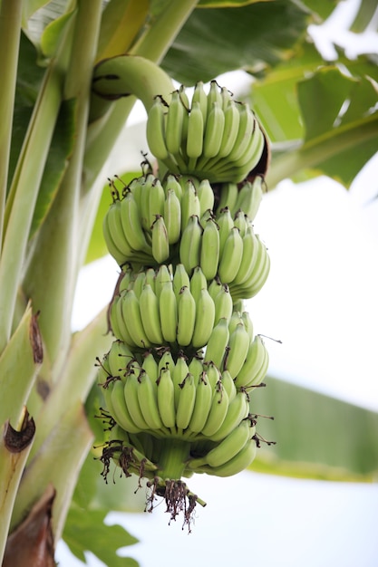 Fruta de plátano verde en el árbol de plátano