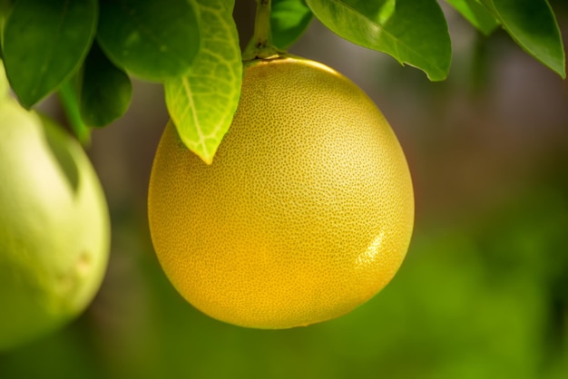 Fruta de pomelo en el jardín