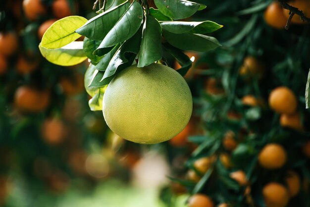 Fruta de pomelo en el jardín