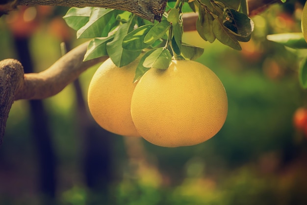 Fruta de pomelo en el jardín