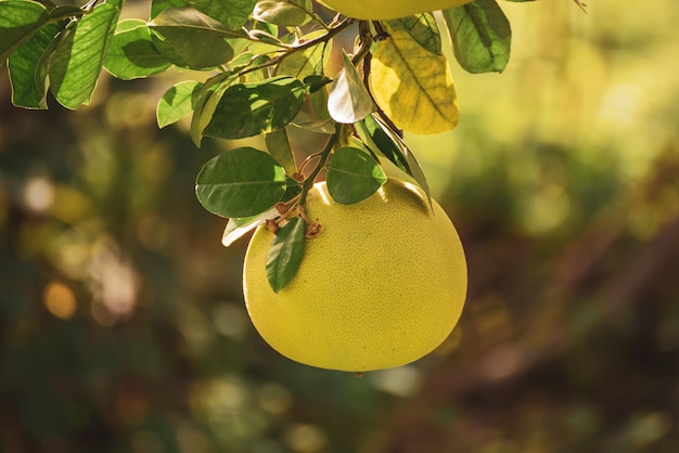 Fruta de pomelo en el jardín