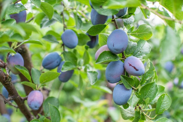La fruta púrpura de la ciruela Stanley Prunus domestica madura al sol en un árbol en el producto ecológico del jardín de la casa