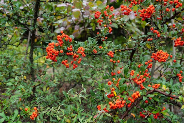 Fruta Pyracantha em um galho