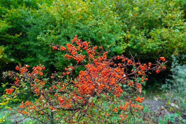 Fruta de Pyracantha en una rama