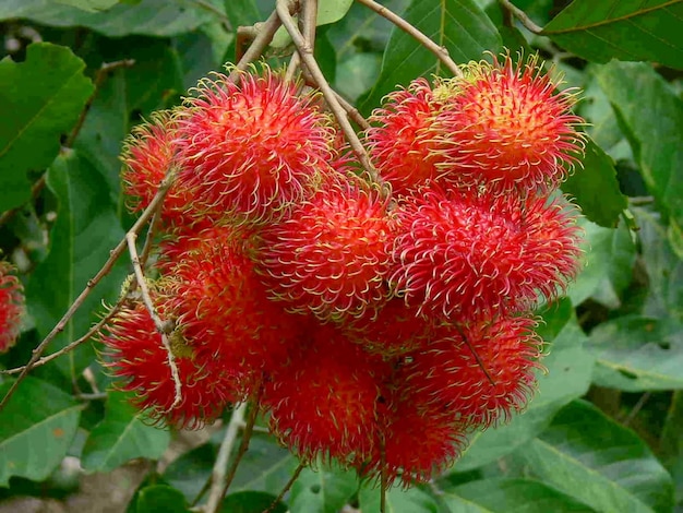 fruta de rambután de Indonesia sin antecedentes