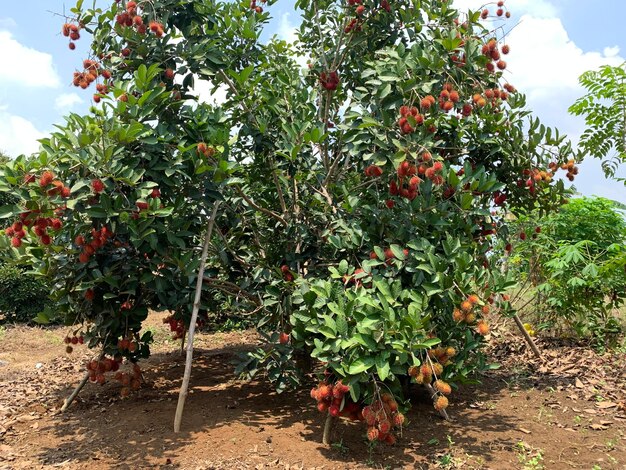 Foto la fruta del rambutan está madura hay tantos que tocan el suelo