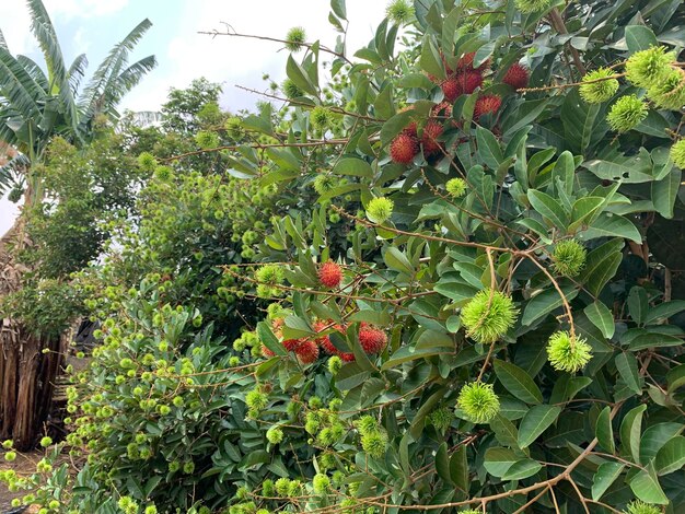 Foto la fruta del rambutan está madura hay tantos que tocan el suelo