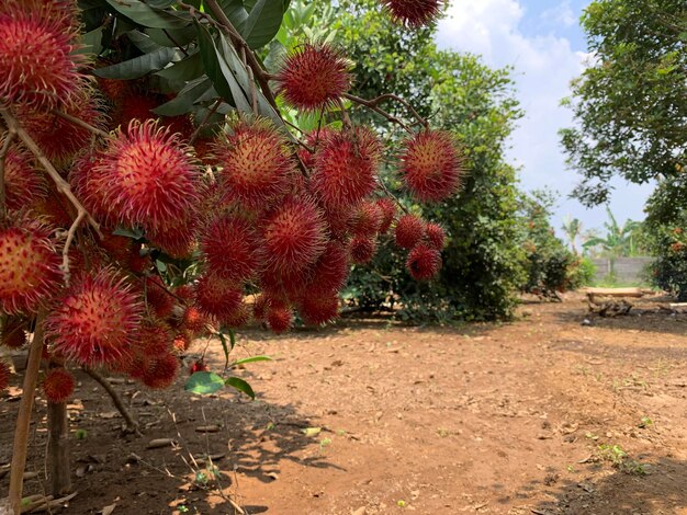 Foto la fruta del rambutan está madura hay tantos que tocan el suelo