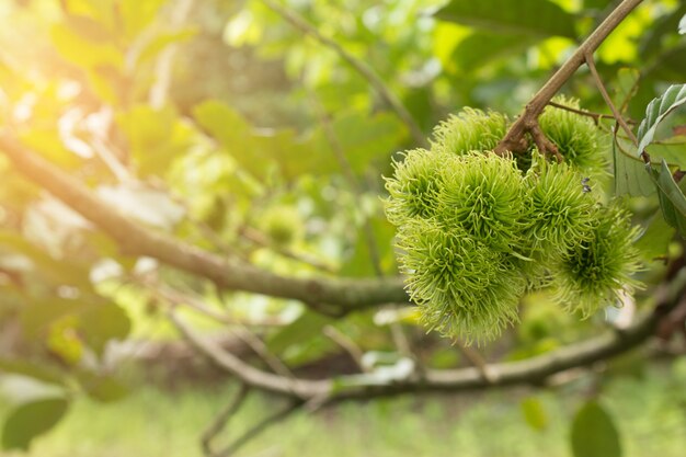 Fruta de rambután en la planta