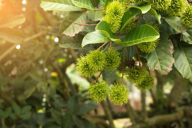 Foto fruta de rambután en la planta